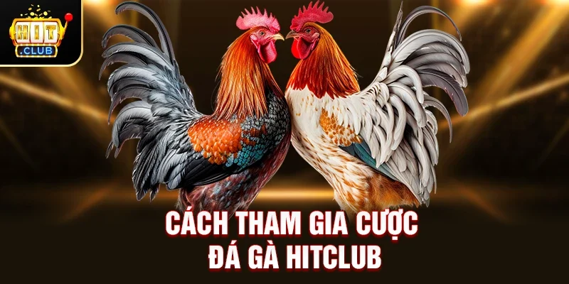 Cách tham gia cược Đá gà Hitclub
